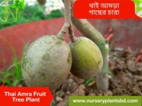 আমড়া গাছের চারা