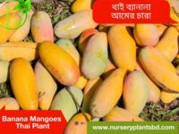 Banana Mango tree