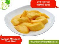 Banana Mango tree for sale
