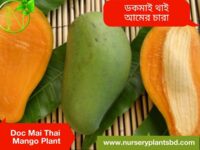Dokmai Mango Tree