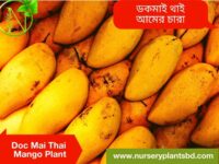 Thai Dokmai Mango