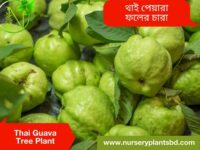 থাই পেয়ারা