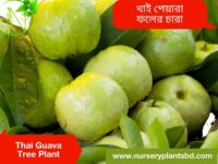 থাই পেয়ারা ৫, থাই পেয়ারা ৭