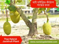 কাঁঠাল গাছ