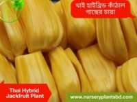 কাঁঠাল