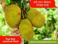 লাল কাঁঠালের চারা