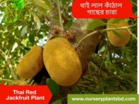লাল কাঁঠাল গাছ