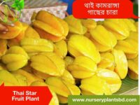থাই কামরাঙ্গা