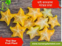 কামরাঙ্গা