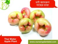 water apple