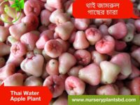 জামরুল, jamrul, jaamrul, jamrul gachh