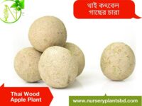 থাই কদবেল গাছ