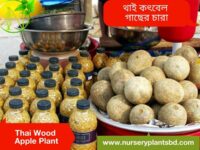 কদবেল গাছ