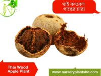 কদবেল গাছ