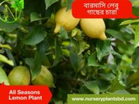 বারোমাসি লেবু গাছ