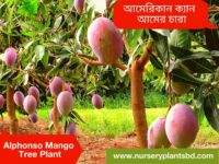 Alphonso Mango Tree for Sale