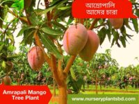 আম্রপালি আম. Amrapali Mango