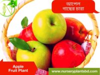 আপেল ছবি