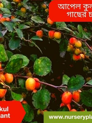 %Title 2023 কুল গাছ