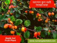 কুল গাছ
