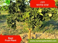 বেল গাছ