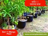 Bari 11 Mango