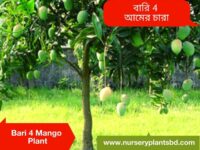 Bari 4 Mango