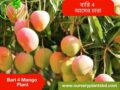 (Bari 7 Mango) বারি-৭ আম গাছ
