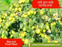 বরই গাছ