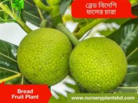 Bread Fruit Tree