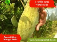 Brunei King Mango