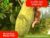 (Brunei King Mango) ব্রুনাই কিং আম গাছ