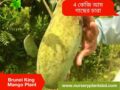 (Brunei King Mango) ব্রুনাই কিং আম গাছ