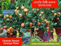 কমলা গাছ