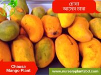 Chausa Mango