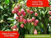 চায়না ৩ লিচু গাছ
