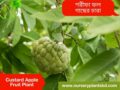 আতা ফল গাছ