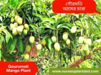 গৌরমতি আম