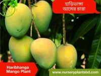 হাড়িভাঙ্গা আম