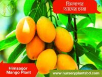 হিমসাগর আম