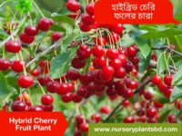 চেরি ফল