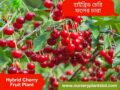 চেরি ফল গাছের চারা ( হাইব্রিড চেরি )