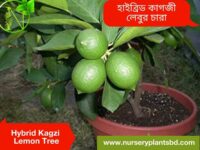 কাগজী লেবু