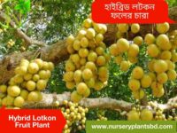 লটকন ফল গাছ