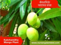 কাঁচামিঠা আম