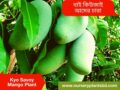 (Q Mango) কিউজাই আম গাছ