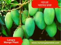 ল্যাংড়া আম গাছ