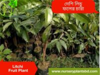 লিচু গাছের ছবি