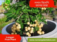 কাঠলিচু গাছ