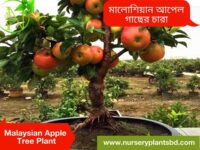 মালয়েশিয়ান আপেল গাছ